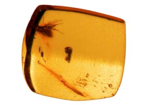 ambra gioielli orgonite